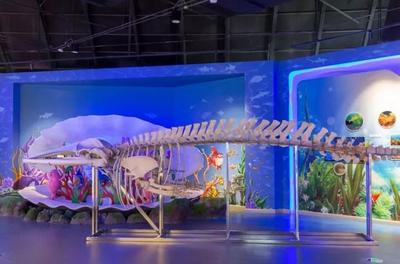 日照海洋科普馆盛大开幕 生物科技与海洋探索的新篇章